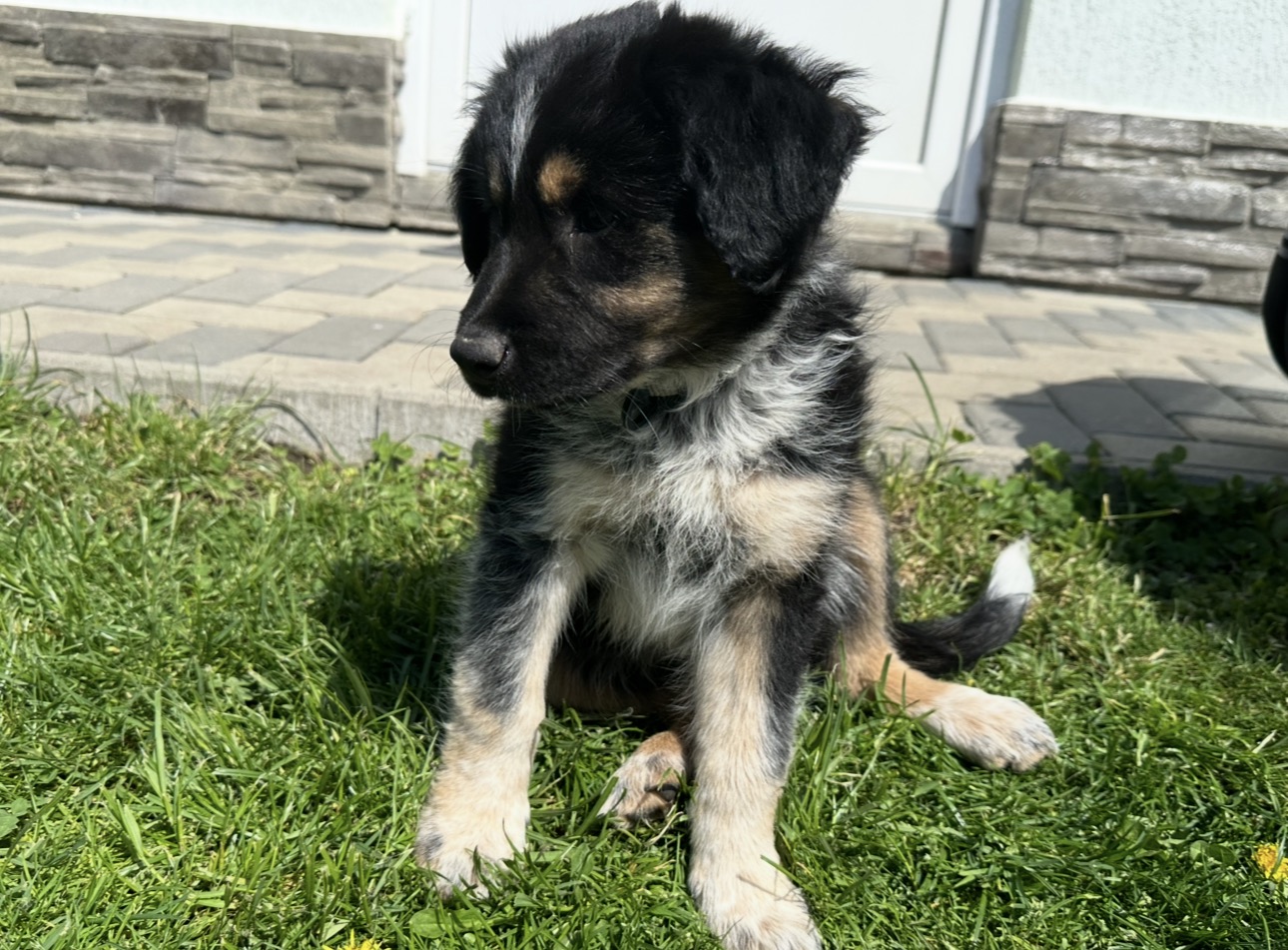 Bruno